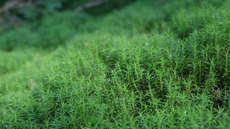 close up of green moss in summer forest nature in the forest close up of green moss in summer forest nature in the forest