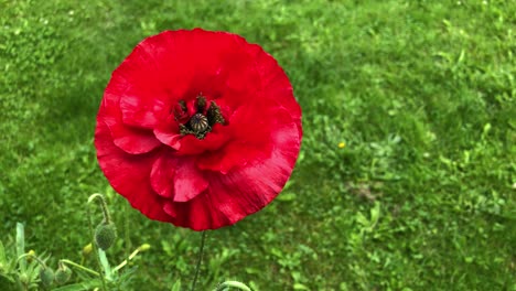 a large red poppy flower swaying in the wind on a blurry background of green grass on a sunny day