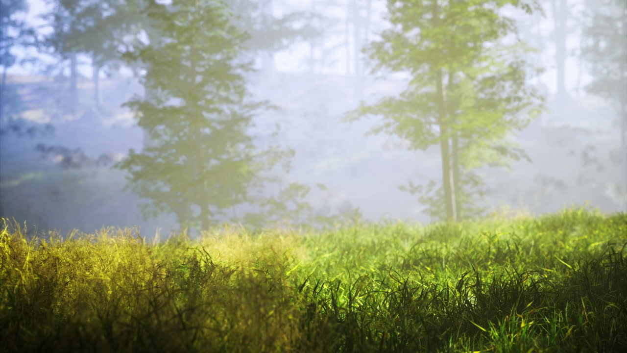Foggy morning light illuminating grass and trees in a serene landscape