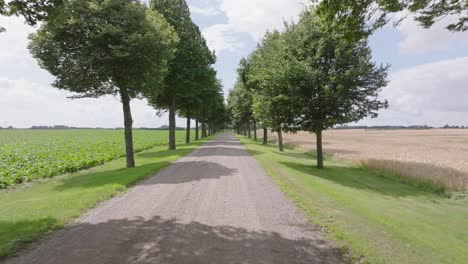 Camino-Sin-Pavimentar-Entre-Los-árboles-En-Verano.