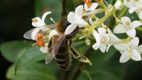 foto macro de una abeja amarilla chupando néctar de una flor blanca y dejando el marco en la parte superior en cámara lenta