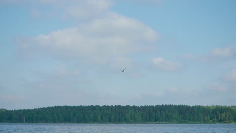 vista panorámica de la orilla del lago con un pájaro
