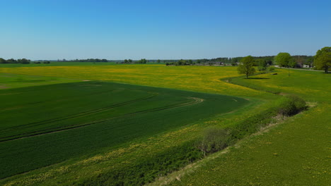 A-drone-flies-over-a-field-of-yellow-and-green-plants