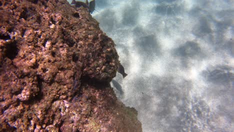 un pez napoleón nada a lo largo de un arrecife de coral en aguas claras frente a la playa en hawaii