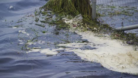 cheddar, somerset, reino unido, 26 de diciembre de 2019: agua sucia con espuma blanca y algas en el depósito de cheddar