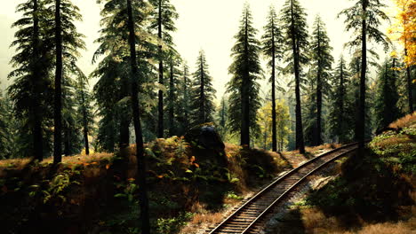 forest railway tracks