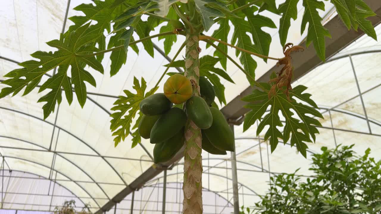 High-resolution 4K shot of a papaya tree growing in a greenhouse. Ideal for agriculture, tropical fruit farming, and sustainability footage needs.