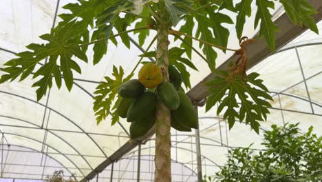 high-resolution 4k shot of a papaya tree growing in a greenhouse. ideal for agriculture, tropical fruit farming, and sustainability footage needs.