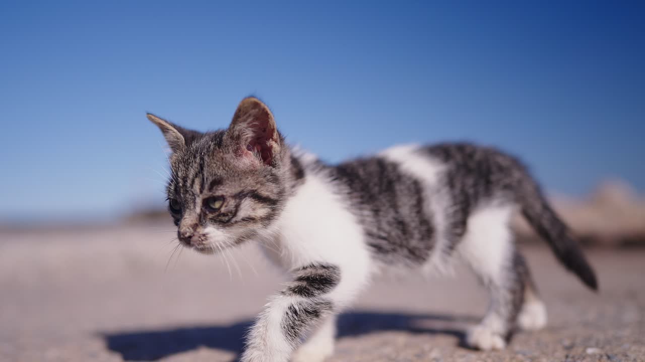 Small kitten walking outdoors