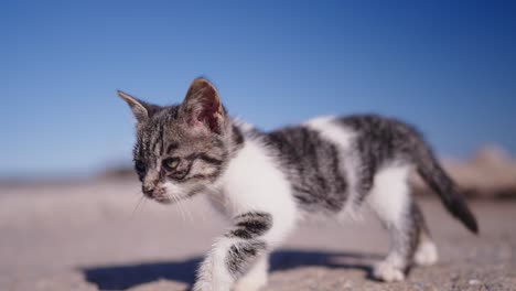 small kitten walking outdoors