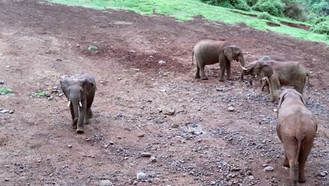 High-angle-view-of-African-Elephant-with-broken-trump-leaving-the-group-in-Aberdare-National-Park,-Kenya