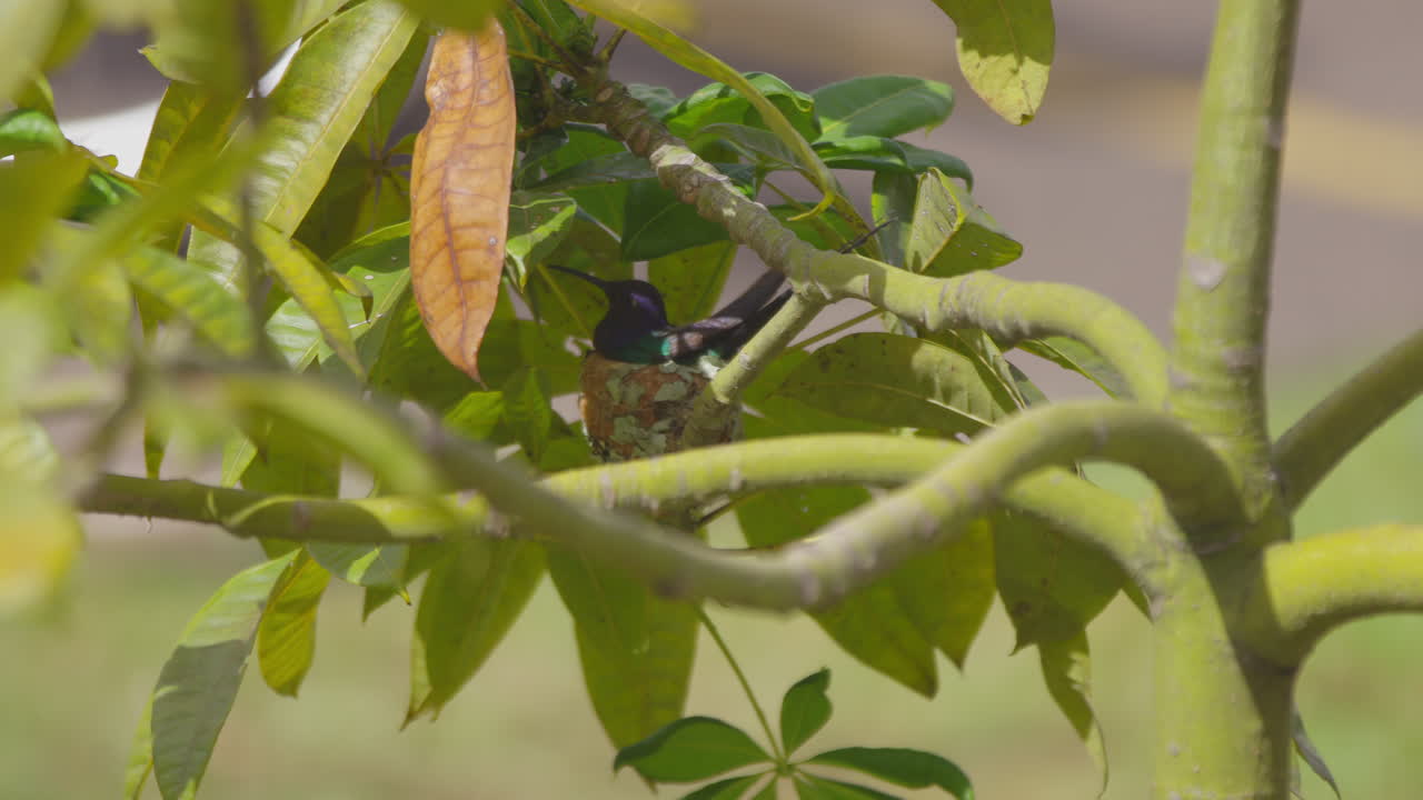 la madre colibrí llega al nido, se sienta e incuba los huevos calentándolos con cuidado.