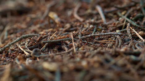 Wilde-Insekten-Kriechen-Auf-Braunem-Waldboden.-Kleine-Gefährliche-Ameisen-Beruhigen-Das-Leben.