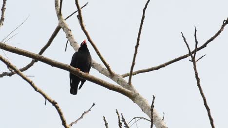 Hill-Myna,-Gracula-religiosa,-perching-up-high-on-a-branch-of-a-canopy-of-trees-while-a-strong-wind-is-blowing-in-the-jungle-of-Khao-Yai-National-Park-before-sunset