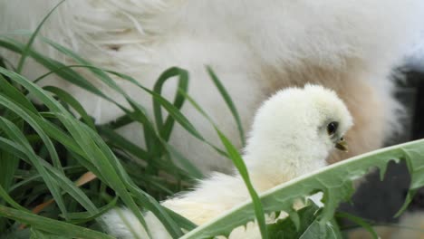 macro-of-small-chicks-just-hatched,-silk-chicken-playing-in-the-grass