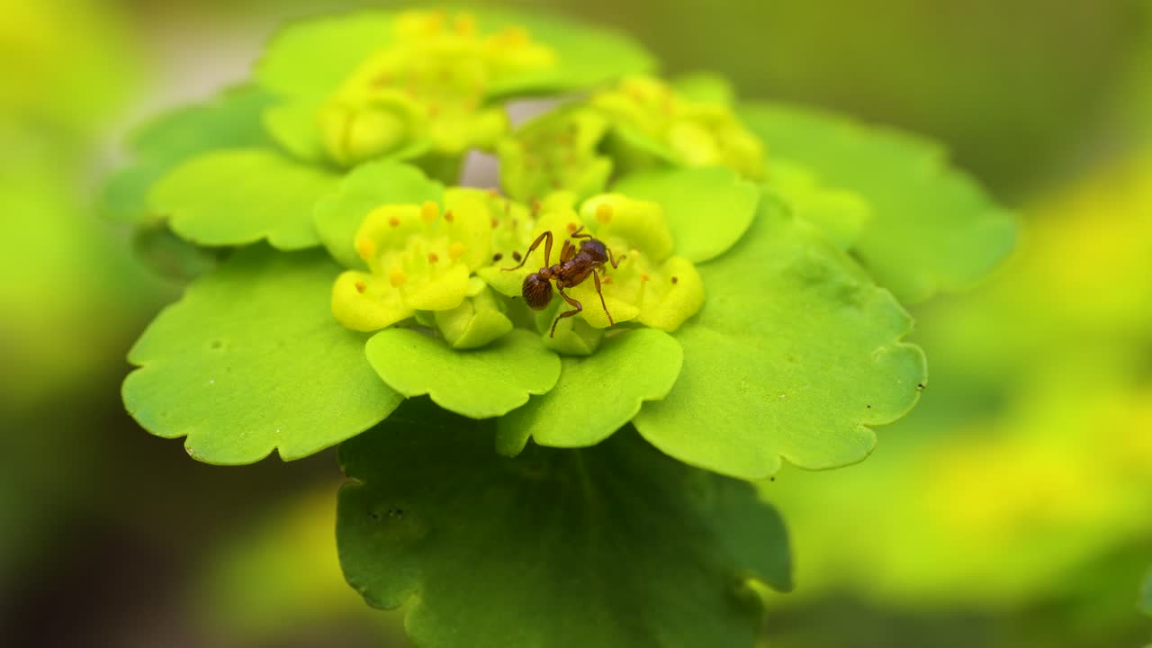encantada hormiga rojiza bebiendo agua de una flor de saxifraga dorada de hojas alternas