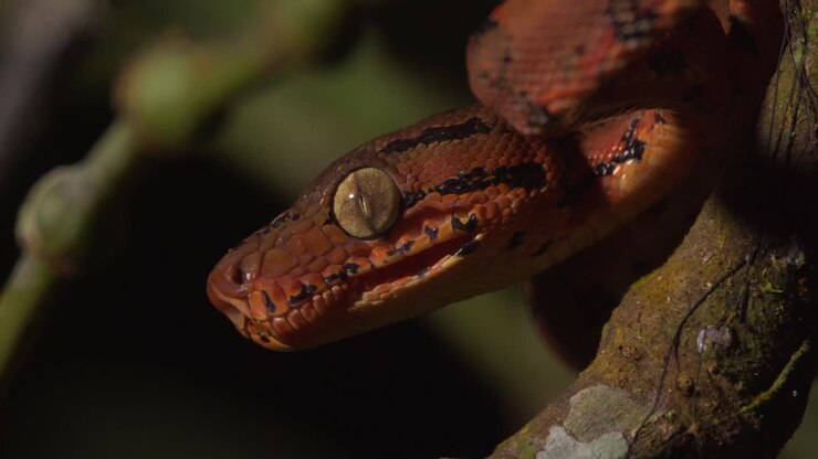 Close-up van een jonge groene boomboa in zijn prachtige oranje