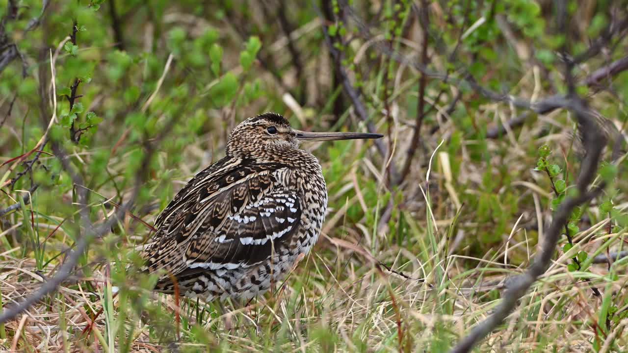 Great Snipe emits mating call while in grass and branches, then slowly crawls off through grass.
