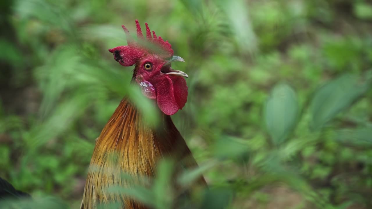 primer plano de un gallo cantando durante el día