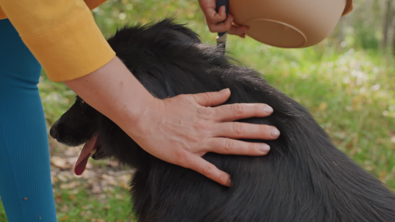 La mano di un campeggiatore accarezza un cane nero su un sentiero nel bosco, interazione ravvicinata con guinzaglio e tocco affettuoso, il cane ansimante è rilassato tra la vegetazione verde al campeggio, un momento spontaneo di compagnia all'aperto.