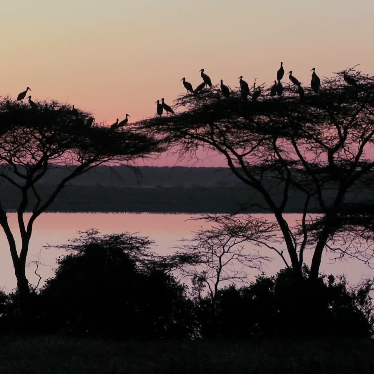 los pájaros se sientan en un árbol de acacia al atardecer en áfrica