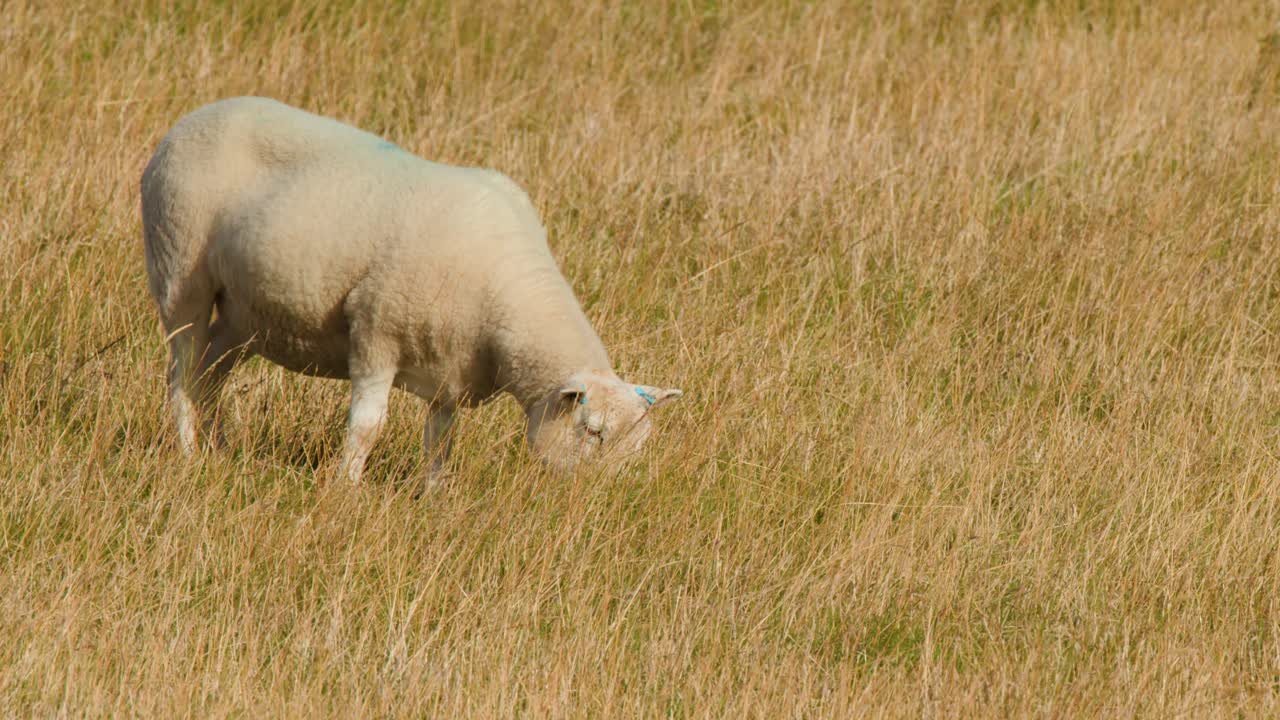 Single sheep grazes on sunlit grassland, steady camera, natural daylight, tranquil rural atmosphere