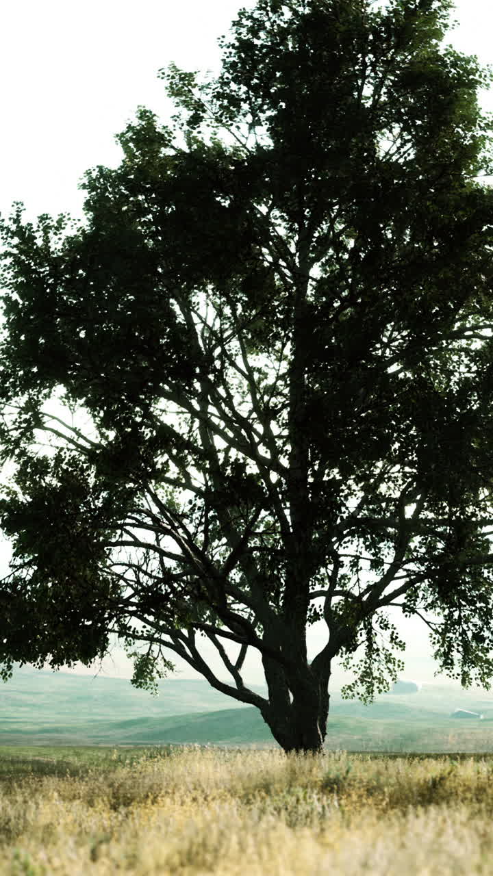 들판 에 있는 외로운 나무