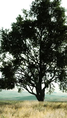 árbol solitario en un campo