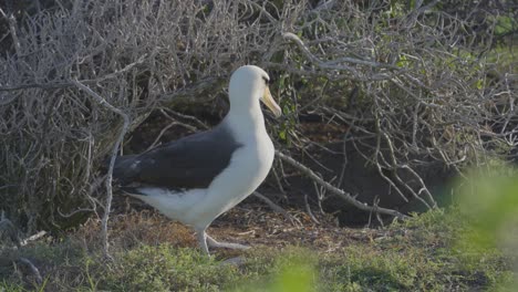 a laysan albatross looks around her colony on the island of oahu in hawaii before returning to the safety of her nesting area