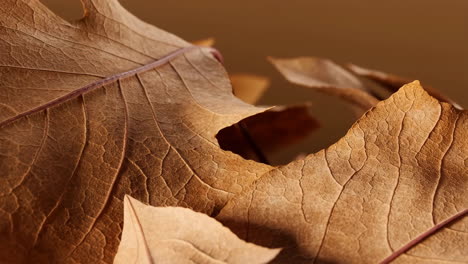 close-up of dried autumn leaves texture