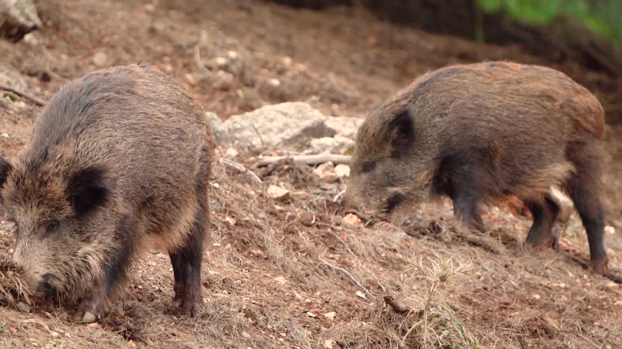Due cinghiali alla ricerca di cibo in un habitat forestale naturale