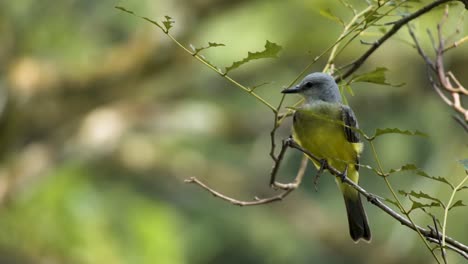 perching couch's kingbird in tiny branch of trees