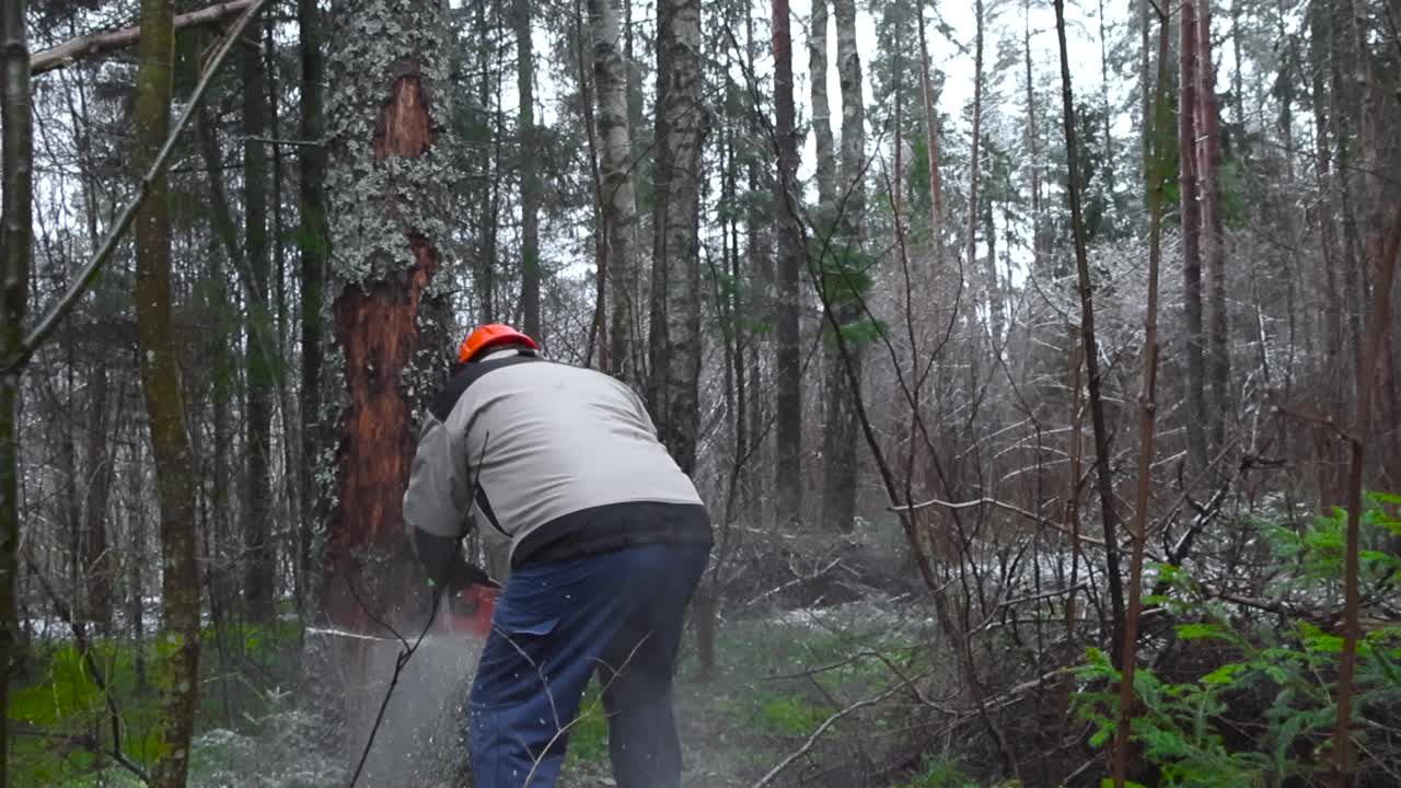 Slow motion footage of a large man cutting a big brown tree in a forest with a chainsaw trying to make it fall down. Trees and mossy forest with winter snow is visible in the background at daytime.