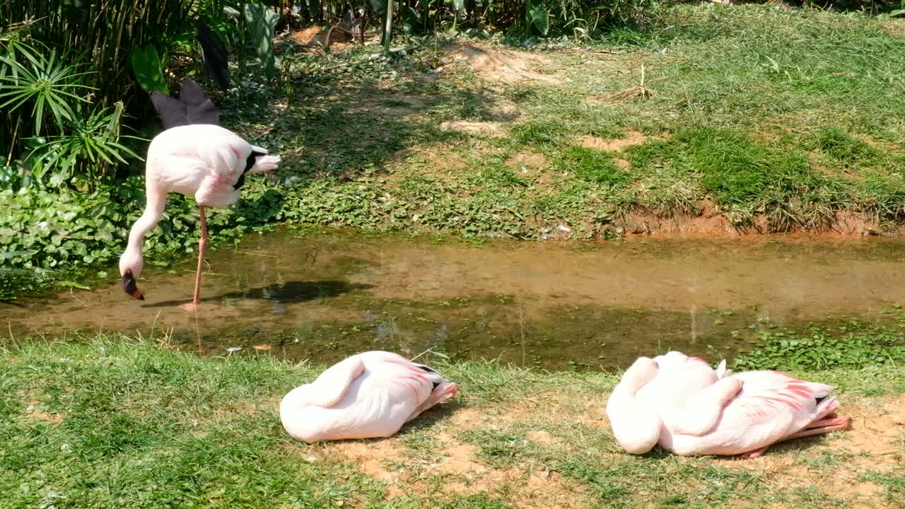 카리브 플라밍고 (phoenicopterus chilensis)