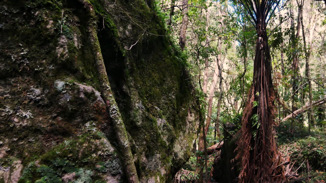 toma panorámica lenta de raíces gigantes de plantas y árboles en la jungla salvaje de nueva zelanda