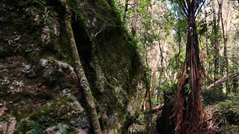 Slow-pan-shot-of-giant-roots-of-plants-and-trees-in-wilderness-jungle-of-New-Zealand