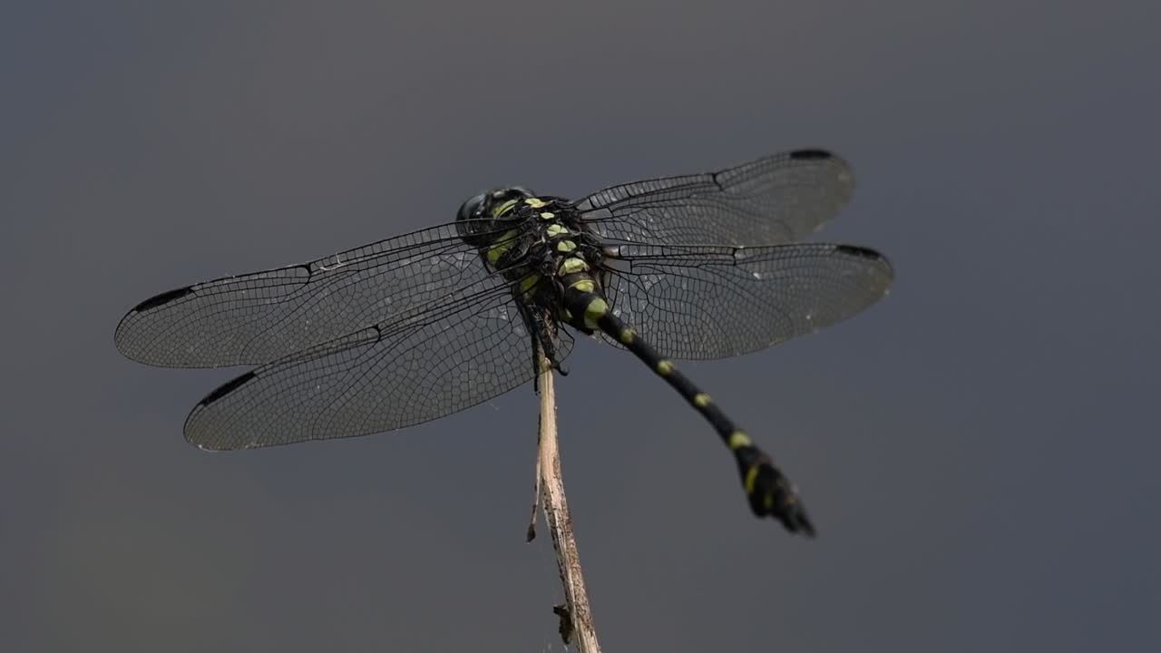 la libélula de cola de brida común se ve comúnmente en tailandia y asia