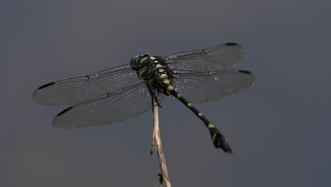 la libélula de cola de brida común se ve comúnmente en tailandia y asia