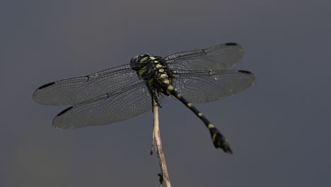 the common flangetail dragonfly is commonly seen in thailand and asia