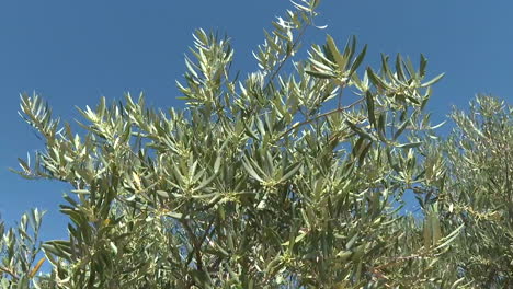 olive tree branches against a clear blue sky