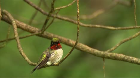 male calliope hummingbird on a branch 01