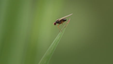 fruit fly cleaning itself, macro closeup. vinegar fly, pomace fly.