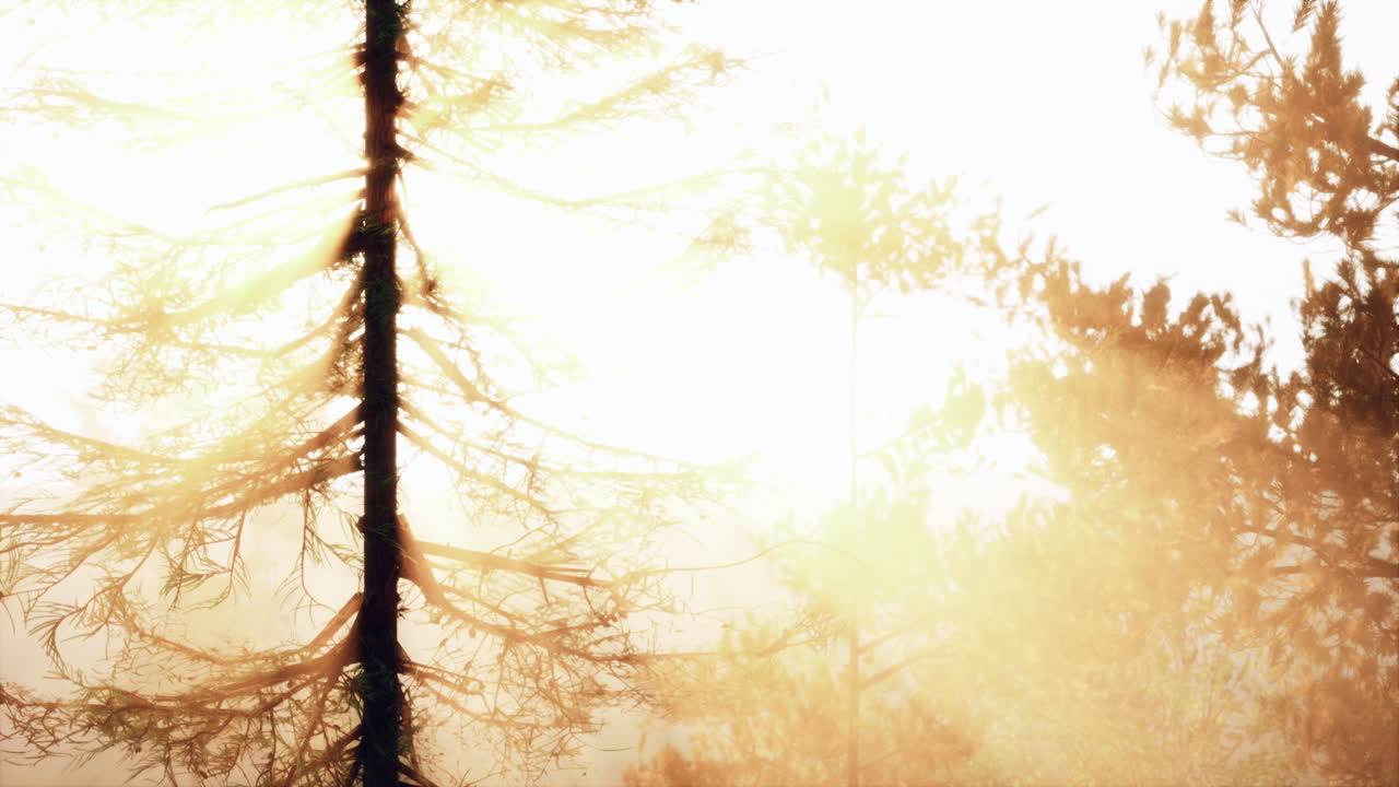 숲 속의 황금시간