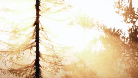 hora de oro en el bosque