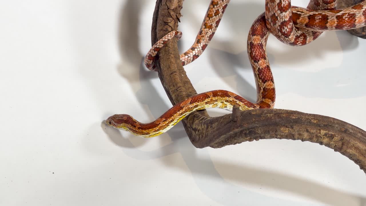 Un serpente del grano arancione si muove su un ramo di legno su uno sfondo bianco semplice