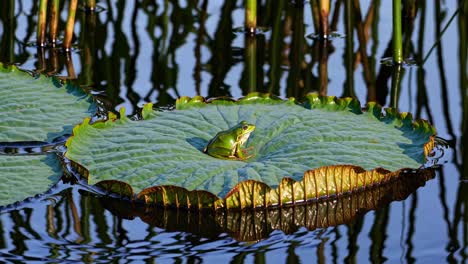 a frog sits on a lily pad in a serene pond, captured from a low angle