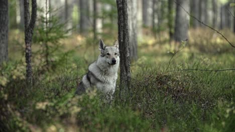 wolf sitting in a forest with mist and fog on foreground blurry background