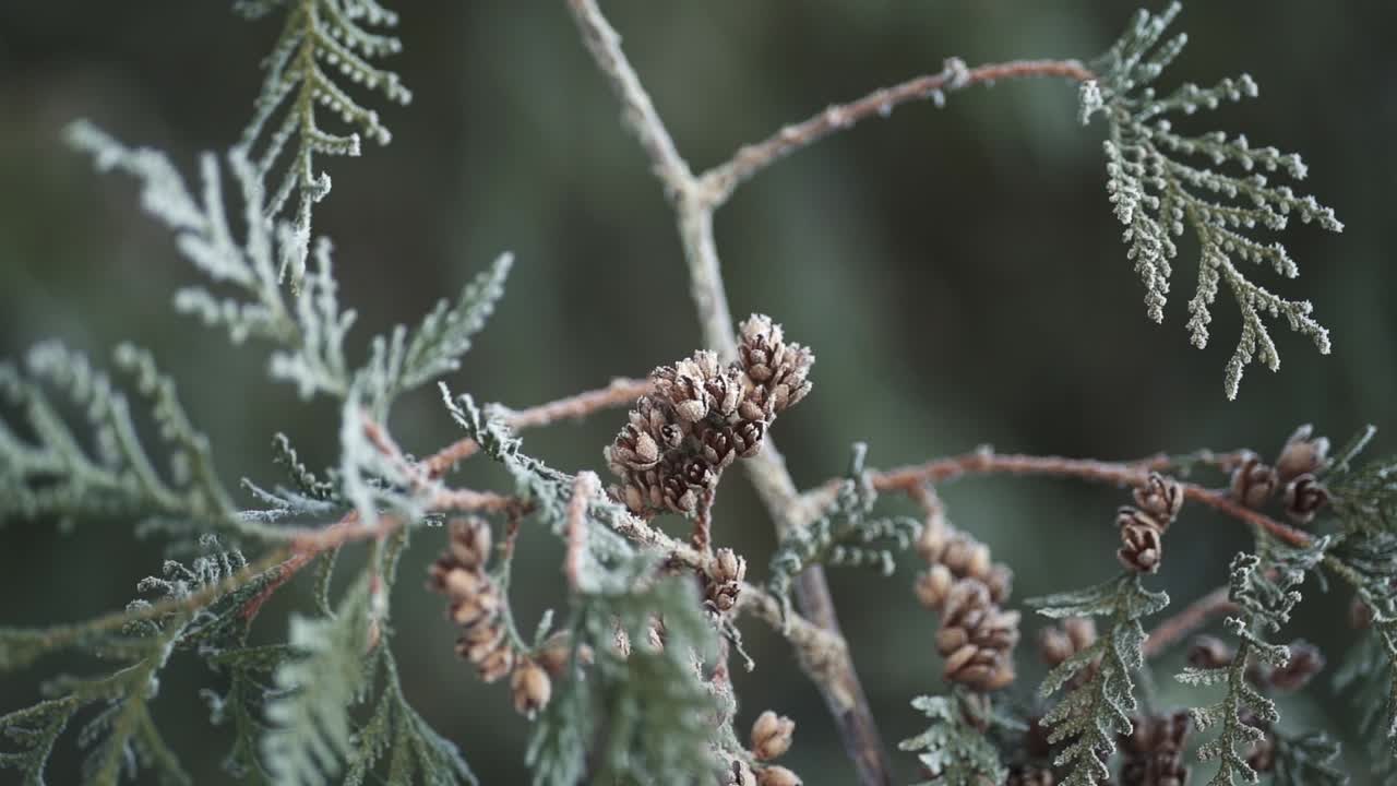 Wind shaking hoar frost cover branches with tiny pine cones on them