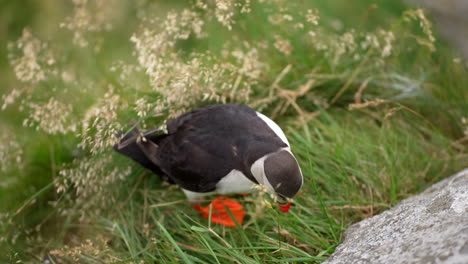 a puffin works on building its nest on a windy cliff in norway, close up