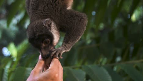 a hand of a human feeding lemur maki with a piece of banana while hanging on top of a tree - close up shot